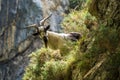 Mountain goat in the mountains of Picos de Europa, Spain