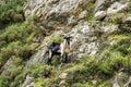 Mountain goat in the mountains of Picos de Europa, Spain
