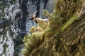 Mountain goat in the mountains of Picos de Europa, Spain