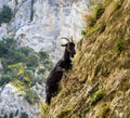 Mountain goat in the mountains of Picos de Europa, Spain