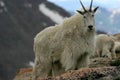 Mountain goat mt. Evans 2