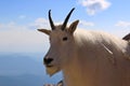 Mountain Goat on Mt Evens Colorado