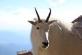 Mountain Goat on Mt Evens Colorado