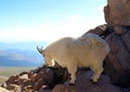 Mountain Goat on Mt Evens Colorado