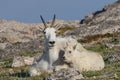 Mountain Goat Nanny and Her Cute Kid Royalty Free Stock Photo