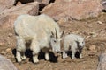 Mountain Goat Nanny With her Kid Royalty Free Stock Photo