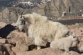 Mountain Goat Nanny With Kid Royalty Free Stock Photo