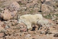 Mountain Goat Nanny and Kid in Rocks Royalty Free Stock Photo