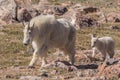 Mountain Goat Nanny and Kid Royalty Free Stock Photo