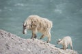 Mountain Goat nanny and kid Oreamnos americanus