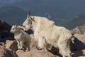 Mountain Goat Nanny and Kid on Rock Royalty Free Stock Photo