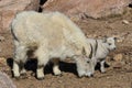 Mountain Goat Nanny and Kid Walking Royalty Free Stock Photo