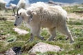 Mountain Goat near the top of Mount Evans in Colorado during summer.