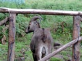 Mountain goat, Nilgiri Tahr, at Eravikulam National Park, Kerala, India Royalty Free Stock Photo