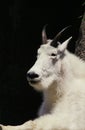 Mountain Goat, oreamnos americanus