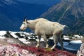 Mountain Goat (Oreamnos americanus) Royalty Free Stock Photo