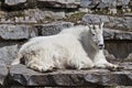 Mountain goat (Oreamnos americanus)