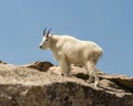 Mountain Goat Oreamnos americanus against a blue sky in Colorado
