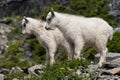 Young Mountain Goats In Glacier National Park, USA
