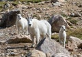 A Mountain Goat Oreamnos americanus female and two kids near t