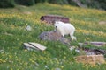 Mountain Goat Oreamnos Americanus Glacier National Park Montana USA