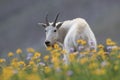 Mountain Goat Oreamnos Americanus Glacier National Park Montana USA