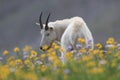 Mountain Goat Oreamnos Americanus Glacier National Park Montana USA