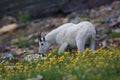 Mountain Goat Oreamnos Americanus Glacier National Park Montana USA