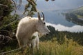 Mountain Goat Oreamnos Americanus Glacier National Park Montana USA Royalty Free Stock Photo