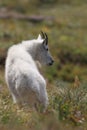 Mountain Goat Oreamnos Americanus Glacier National Park Montana USA Royalty Free Stock Photo