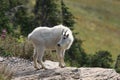 Mountain Goat Oreamnos Americanus Glacier National Park Montana USA Royalty Free Stock Photo