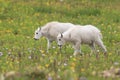 Mountain Goat Oreamnos Americanus Glacier National Park Montana USA Royalty Free Stock Photo