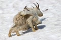 Mountain goat oreamnos americanus juvenile