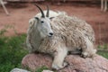 Mountain Goat (Oreamnos americanus)