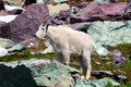 Mountain Goat Oreamnos americanus