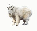 The mountain goat Oreamnos americanus