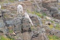 Mountain Goat Oreamnos Americanus Glacier National Park Montana USA Royalty Free Stock Photo