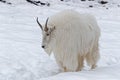 The mountain goat Oreamnos americanus walks