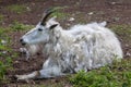 Mountain goat Oreamnos americanus Royalty Free Stock Photo