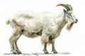 Mountain goat,  Pastel-colored, in hand-drawn style, watercolor, isolated on white background Royalty Free Stock Photo