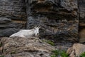 Mountain Goat Peeks Over Rock Edge Royalty Free Stock Photo