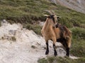 Mountain goat in Picos de Europa, Asturias