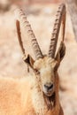 Mountain goat portrait in the National Reserve, Negev, Israel Royalty Free Stock Photo