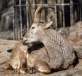 Mountain goat portrait in nature. Royalty Free Stock Photo