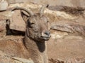 Mountain goat portrait in nature. Royalty Free Stock Photo