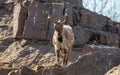 Mountain goat portrait in nature. Royalty Free Stock Photo