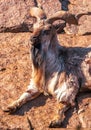 Mountain goat portrait in nature. Royalty Free Stock Photo