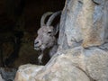 Mountain Goat Portrait Peeking Around A Rock Royalty Free Stock Photo