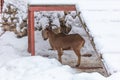 Mountain goat portrait in the zoo on snow Royalty Free Stock Photo