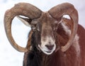 Mountain goat portrait in the zoo on snow Royalty Free Stock Photo